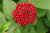 Viburnum lantana
