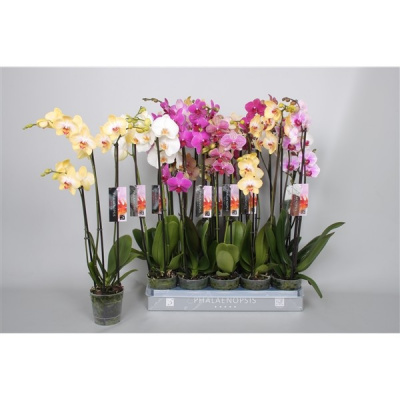 Орхидея Phalaenopsis 3 Tak 50 Cm Mix