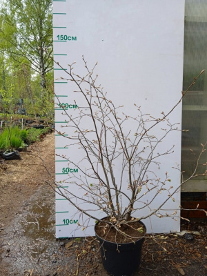 Липа мелколистная кустовая (Tilia cordata) MSt 100-120 С15