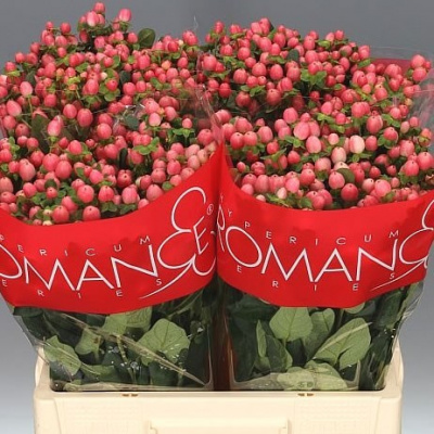 HYPERICUM SWEET ROMANCE