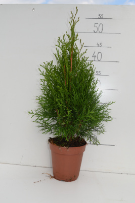 Туя западная (Thuja occidentalis 'Smaragd' Н4м,В1,5м)  20-30  С1,5