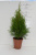 Туя западная (Thuja occidentalis 'Smaragd' Н4м,В1,5м)  20-30  С1,5
