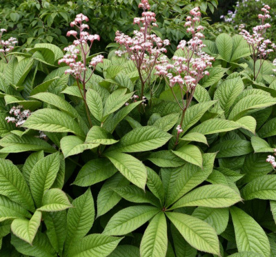 Роджерсия конскокаштанолистная Rodgersia aesculifolia (кремово-белые,VI-VII,Н=100-150см)