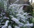 Спирея серая Грефшейм (Spiraea cinerea Grefsheim Н1,5м-2м) P9