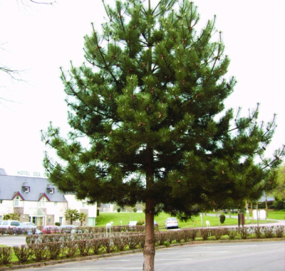 Сосна Обыкновенная Pinus sylvestris (150-160, ком в сетке) Ви