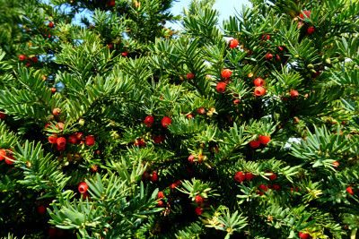 Тисс ягодный (Taxus baccata H=10м) 40-60 С7-С10