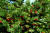 Тисс ягодный (Taxus baccata H=10м) 40-60 С7-С10