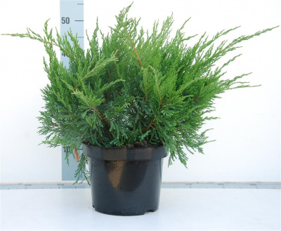 Можжевельник средний (Juniperus media 'Mint Julep' Н-1м,В-2,м) 50-60 C5