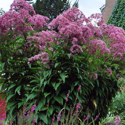 Посконник пятнистый Eupatorium maculatum 'Purple Bush' (пурп-алый,VIII-IX,Н=150см)