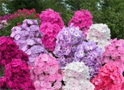 Флокс метельчатый микс Phlox paniculata