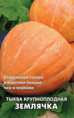 Рассада Тыква Землячка