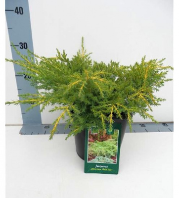 Можжевельник средний (Juniperus media 'Gold Star' Н1м В2,5м)