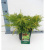 Можжевельник средний (Juniperus media 'Gold Star' Н1м В2,5м)