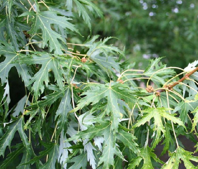 Клен серебристый (Acer saccharinum Laciniatum Wieri