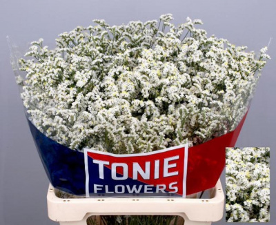 Лимониум LIMONIUM WHITE DIAMOND