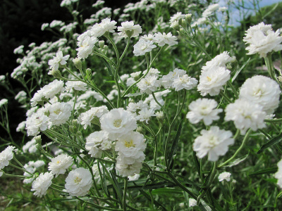 Гипсофила метельчатая Gypsophila paniculata 'Bristol Fairy' (белая,махровая,VII-VIII,Н=90см)