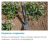 Тяпка садовая NatureLine 17110-20 Gardena Тяпка садовая NatureLine 17110-20 Gardena