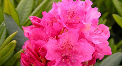 Рододендрон гибридный ( Rhododendron hybrida Haaga) C5