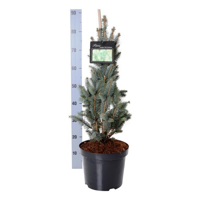 Picea pung. 'iseli fastigiate'