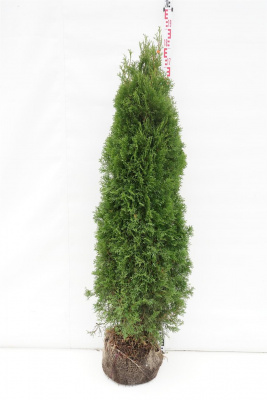 Туя западная Смарагд (Thuja occidentalis 'Smaragd' Н4м,В1,5м) 160см RB