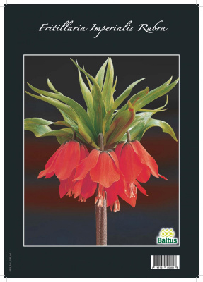 Fritillaria Imperialis Rubra (unpacked)