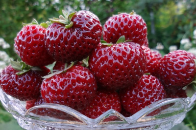 Земляника садовая Мизе (Кити) Шиндлер (Р9)