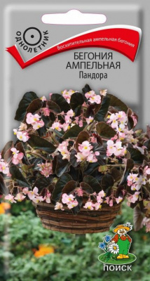 Бегония ампельная Пандора (ЦВ) (