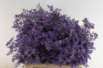 Лимониум LIMONIUM  SKYLIGHT