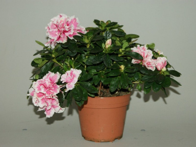 Азалия Rhodo Si Vogel Gem 12/22