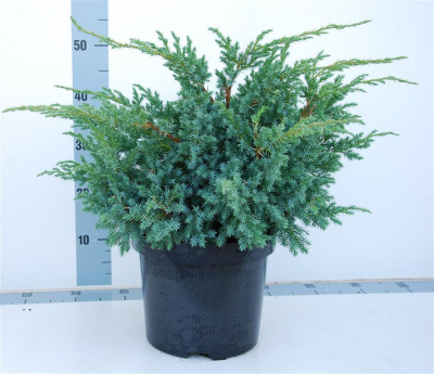 Можжевельник чешуйчатый (Juniperus squamata 'Blue Swede' Н0,6м,В0.8м)  С10