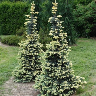 Picea pungens 'Bialobok'