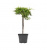 Можжевельник обыкновенный (Juniperus communis Emerald Sea) PA