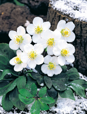 Морозник Хеллеборус HeIIeborus White Beauty I корень
