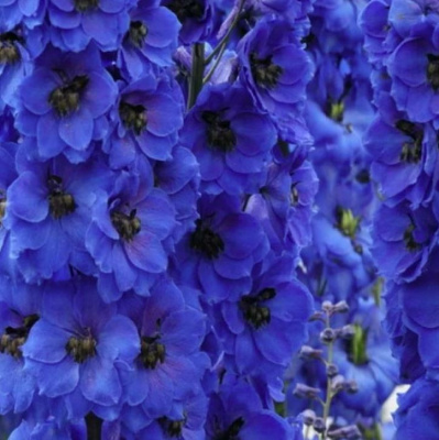 Дельфиниум 'Dark Blue'