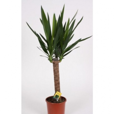 Юкка Yucca 1 ств. D12