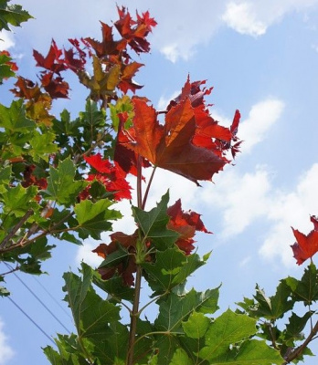 Клен остролистный (Acer platanoides Deborah)