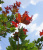 Клен остролистный (Acer platanoides Deborah)