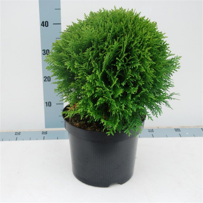 Туя западная (Thuja occidentalis 'Danica'