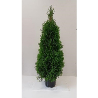 Туя западная (Thuja occidentalis 'Smaragd' Н4м,В1,5м)
