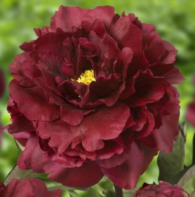 Пион молочноцветковый 'Black Beauty'