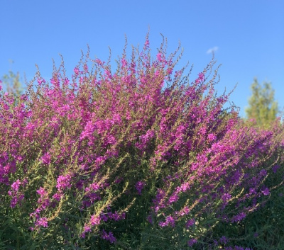 Дербенник Morden Pink