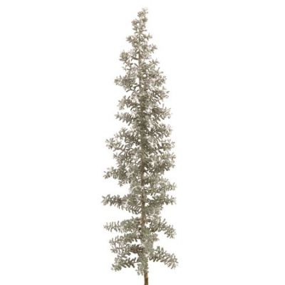 EX  KOCHIA MAIREANA