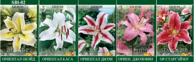 Лилия Lilium Восточная ориентал микс SBL-02