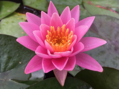 Нимфея Nymphaea Pink Opal (розовая)