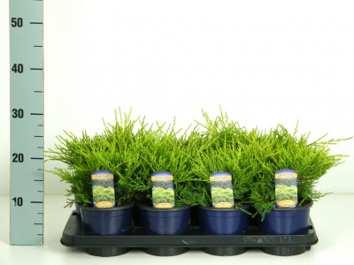 Можжевельник средний (Juniperus media 'Old Gold' Н-0,8м В-3м) P9