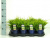 Можжевельник средний (Juniperus media 'Old Gold' Н-0,8м В-3м) P9