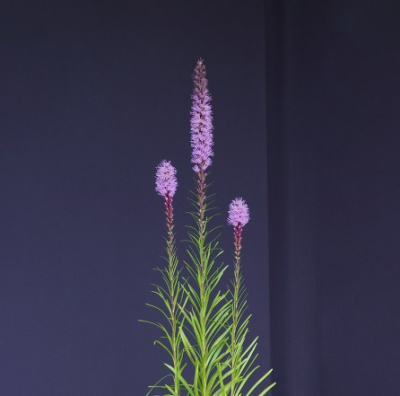 Лиатрис Liatris Spicata Purpurea