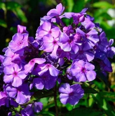 Флокс метельчатый Phlox paniculata 'Blue Paradise'