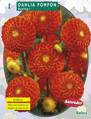 Георгин Dahlia Pompon Bantling per 1