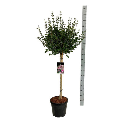 Сирень Меера Палибин (meyeri Palibin H1.2m) Stam-80 C5